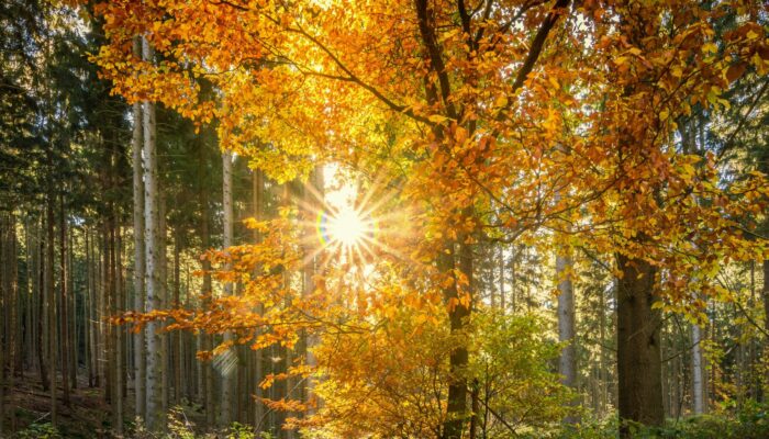 seaq68-forest-2960100